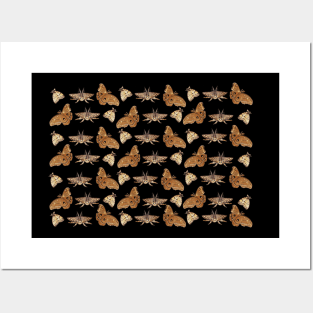 Moths - Night Butterflies Posters and Art